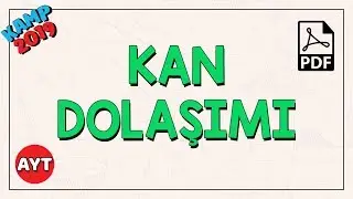Kan Dolaşımı ( Dolaşım Sistemi) | AYT Biyoloji