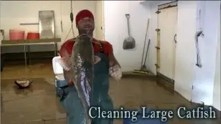 Speed Cleaning Flathead Catfish