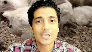 منشط الكبد والغسيل الكلوى للفراخ