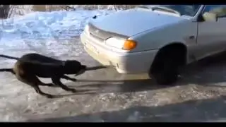 Beast Of A Pitbull Pulls Car