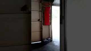 Crow gets hand fed, goes outside and gets scared of car