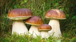 ОСІННІ🍁🍁🍁НЕЙМОВІРНІ ГРИБИ