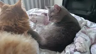 🐱 Жизнь шерстяных 🐱