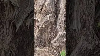 Gray-eyed mosquito dances on the head of the last fossil gray-eyed python as it descends from a tree