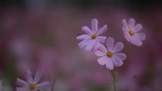 No Copyright Nature Video | Copyright Free Nature Video - NCF_HD_1080p