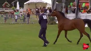 N.18 ALEXANDRIA NWA - Chantilly 2019 AHO European Breeders' Ch. - 2 Years Old Fillies (Class 2)