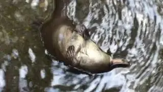 Platypus Playfully Scratches Its Tummy Below Mountain Waterfall