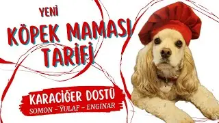 Yepyeni bir Ev Yapımı Köpek Maması Tarifi