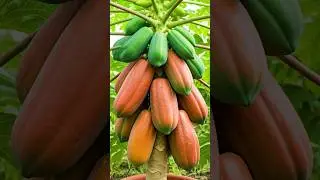 What's the Secret to Growing Papaya Trees FAST?