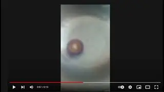 Реакция на видео какие же они:1 холли хорусуд 2 валтриек 3 спрайзен 4 зелеон зейтрон