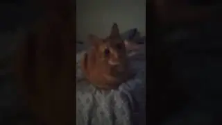 #мем