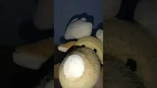 Енотик заболел?! 
