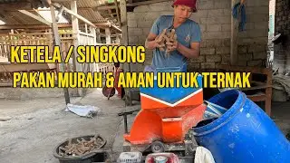 Mengolah limbah singkong menjadi pakan murah aman dan bernutrisi seharga 2000rupiah per kg