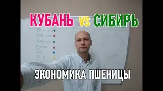 Себестоимость пшеницы и затраты на Кубани и в Сибири