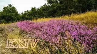 Cinematic 4K video with smartphones