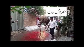 Camel Qurbani 2018 || Dangerous Camel Qurbani 2018 || Professional Qusai Camel Qurbani 2018