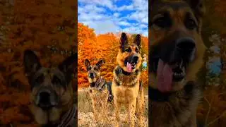 GERMAN SHEPHERD!!!