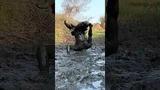 हम दीवाने महाकाल के 🔱🙏/ #harharmahadev #armynagar 🇮🇳 #omg #powerful #shorts