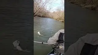 FIESTY River Bass!! 