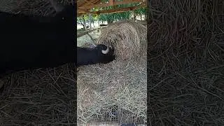 ja z dziadkami i mamom Sereczynie cz 1