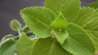 Propagating Cuban Oregano from Cuttings