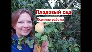 Плодовый сад: осенние работы. Чем и как подкормить деревья, чем опрыскать плодовые, обрезка.