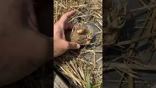 Let’s Plant a Russet Potato. (My First Time). #vegetablegardening #gardening #gardentips