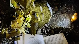 НОЧНОЙ СБОР ЛИСТИКОВ #ГИНКГО В САДУ У СКАЛЫ..