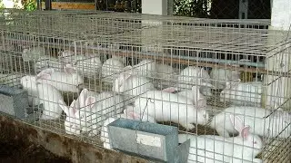 How to raise rabbits, large-scale rabbit farming / rabbit breeding tips.