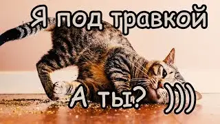 Кошачья Мята И Коты Смешные Коты Лучшая Подборка 2019