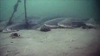 🔥🔥🔥 Логово сомов. Подводная съёмка. Подводная камера FocusFish 2021  🔥🔥🔥