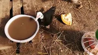 Ещё раз о Индоутках