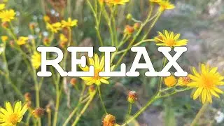 полевые цветы, релакс, растения, relax