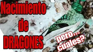 El milagro de la TERRARIOFILIA: HUEVOS y NACIMIENTOS. Josep enfadado y SORPRESAS!