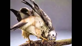 Fotos de Animais incriveis