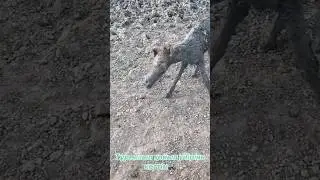 We saved a tiny foal!