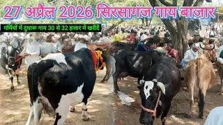 Pashu Mandi सिरसागंज गाय बाजार | गर्मियों में गाय की हुई मिट्टी पालीत 32000 में गाय खरीद#pashumandi