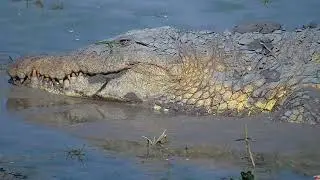 Nile Crocodile close-up -Africam Sighting - Tau Cam- (September 21 2022)