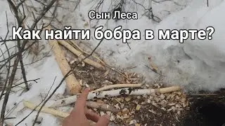 Как найти бобра в марте? 2022 года