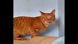 小猫咪除了可爱也很搞笑