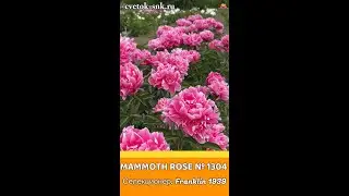 Пион Mammoth Rose / Сад Ворошиловой #shorts #mammothrose #садворошиловой #цветы #пионы #peony