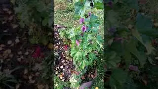 Мы снова на даче. Поздние работы в саду. Октябрь