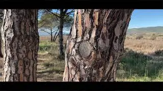 LES VIEUX SALINS ET LA PLAGE DE HYÈRES LES PALMIER
