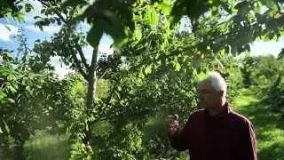 Miracle Farms, a 5-acre commercial permaculture orchard in Southern Quebec, Canada