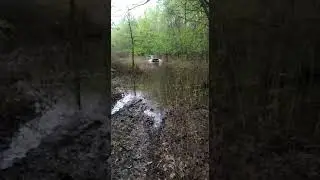 Нива по залитому лесу