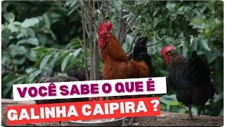 FREE-RANGE CHICKENS: HOW SHOULD CHICKENS BE RAISED TO BE CONSIDERED FREE-RANGE CHICKENS?