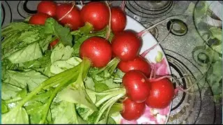 Два сорта редиски, которые выращиваю весь сезон / Сорта редиски от #Сельскиезарисовки