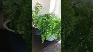Адиантум раддианум ароматный