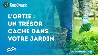 👉 L'Ortie : Un Trésor Caché dans Votre Jardin