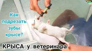 Крыса у ВЕТЕРИНАРА. Как подрезать зубы крысе? Уход за грызунами.